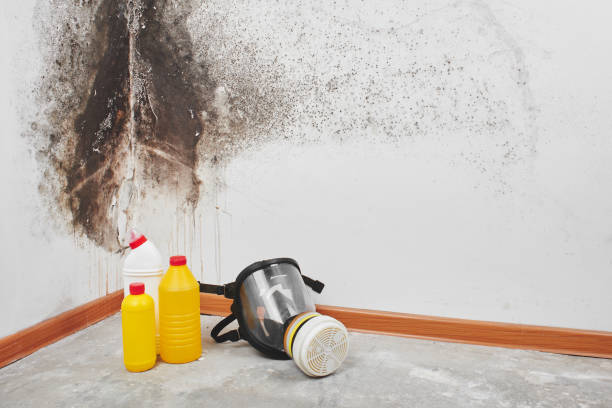 Crawl Space Mold Removal in Otis Orchards East Farms, WA
