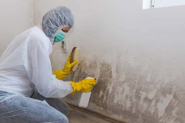 Best Mold Damage Repair  in Otis Orchards East Farms, WA